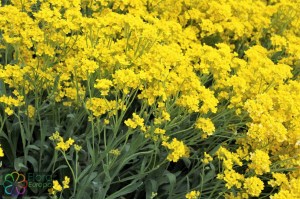 alyssum saxatile (1)